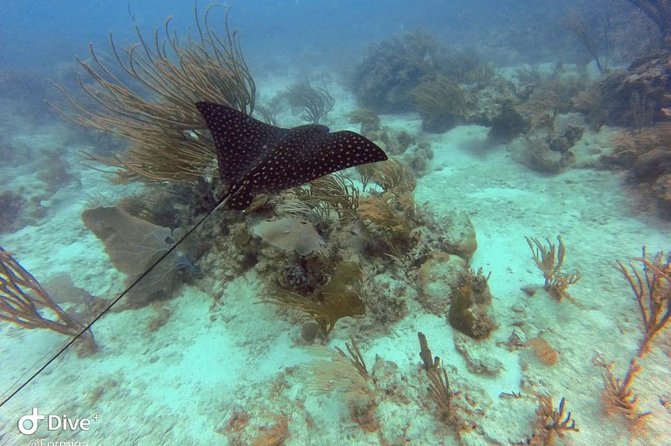Fajardo Afternoon Snorkeling Adventure Tour - What to Bring, What to Wear, and What to Expect About Conditions