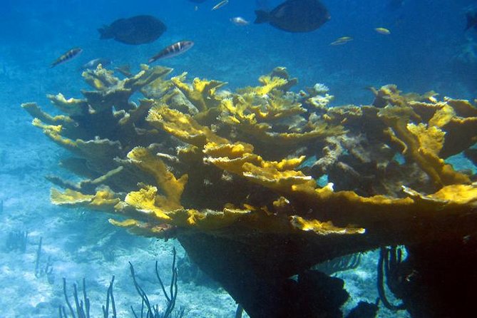 Fajardo Afternoon Snorkeling Adventure Tour - Who This Tour Fits Best (and Who Should Skip It)