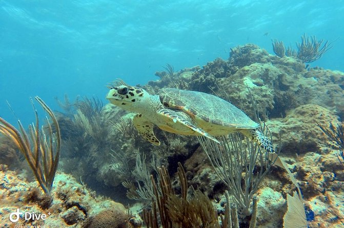 Fajardo Afternoon Snorkeling Adventure Tour - Cayos de la Cordillera Nature Reserve: Reef Time and Marine Life Reality