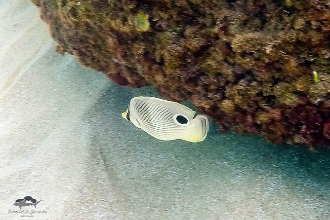 Fajardo, Puerto Rico: Morning Snorkeling Beach Tour - Who this tour fits best (and who should rethink it)