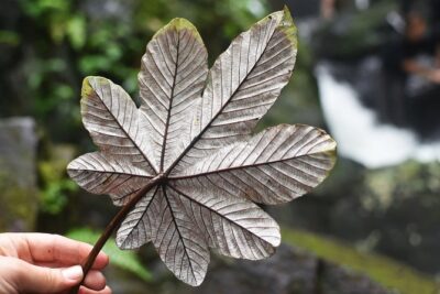 El Yunque Rainforest Hiking Adventure