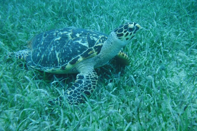 Full Day Charter from Fajardo to Culebra - Playa Tortuga Snorkeling: Gear Included, Expect Reef Life