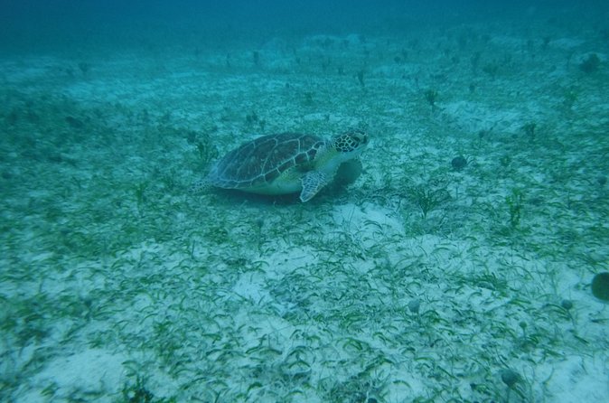 Full Day Charter from Fajardo to Culebra - Honeymoon Beach Time: Relaxation With Marine Life Nearby