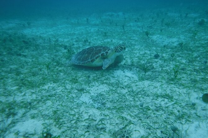Full Day Charter from Fajardo to Culebra - Included Lunch and Drinks: Eating Without Planning