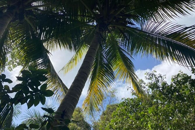 Full Day Eastern Island Tour - El Yunque rainforest context: coquí frogs, trails, and rain-ready planning