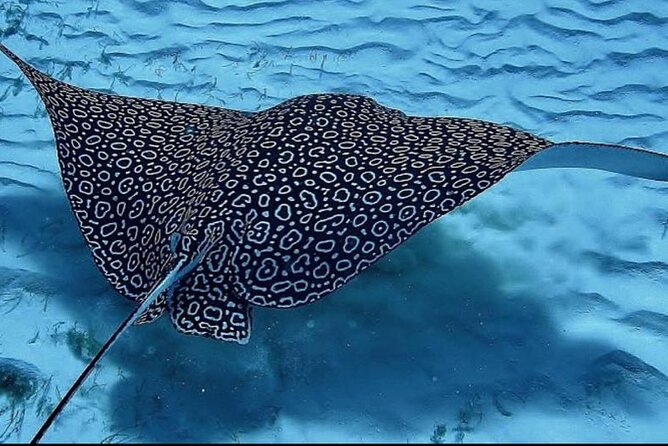 Full-Day Snorkeling Tour to Culebra Island with Lunch - Food and drinks on a boat day: lunch at 11 and included refreshments