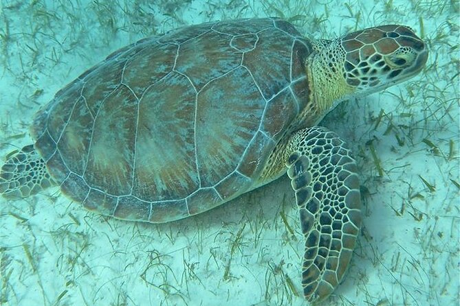 Get SCUBA Certified at San Juan - Underwater learning at Escambrón: shallow skills, then real sights