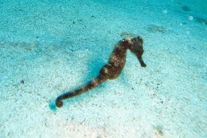 Get SCUBA Certified at San Juan - Price and value: what $715 buys you in the real world