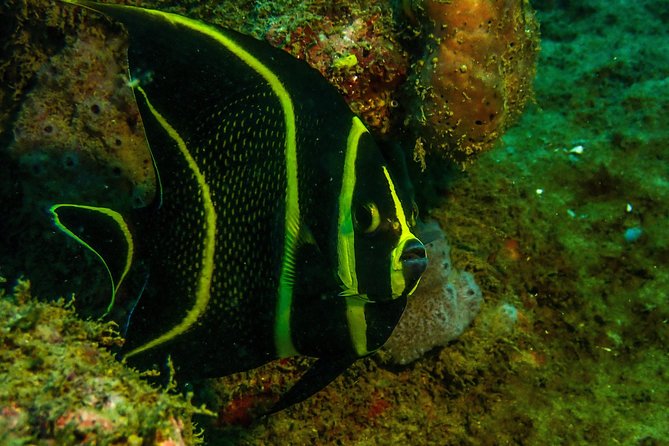 Guided Coral Reef Scuba Tour / 1 tank (Certified Divers Only) - Rincón reef time, done the efficient shore way