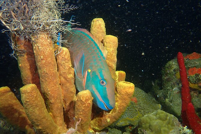 Guided Coral Reef Scuba Tour / 1 tank (Certified Divers Only) - Your guide matters: Robert Rupper, Dave, and Misael set the tone