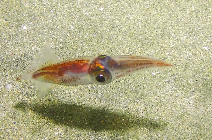 Guided Coral Reef Scuba Tour / 1 tank (Certified Divers Only) - 1 tank vs the 2-tank upgrade, and how to choose