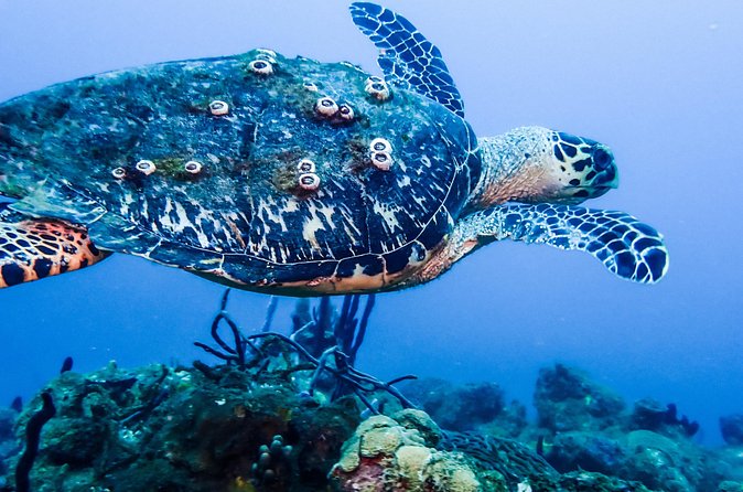Guided Coral Reef Scuba Tour / 1 tank (Certified Divers Only) - Price, value, and what you should budget for