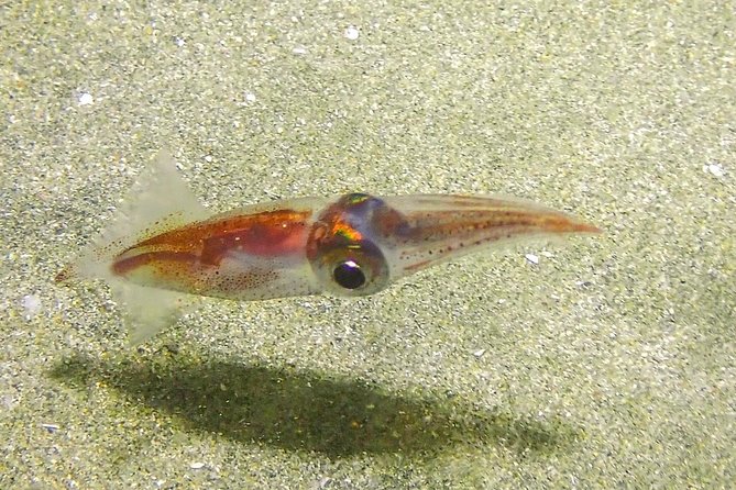 Guided Coral Reef Scuba Tour / 1 tank (Certified Divers Only) - Morning or afternoon, plus the group size that keeps it personal