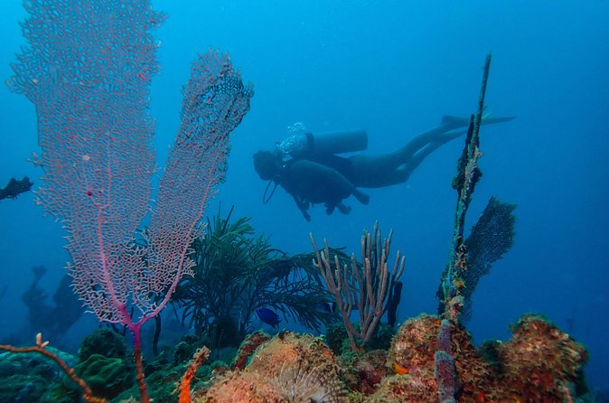 Guided Coral Reef Scuba Tour / 1 tank (Certified Divers Only) - Who this is best for, and who should skip it
