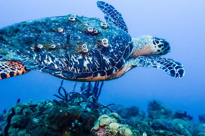Guided Coral Reef Scuba Tour / 1 tank (Certified Divers Only) - The start: waivers, gear check, and a site choice set the night before