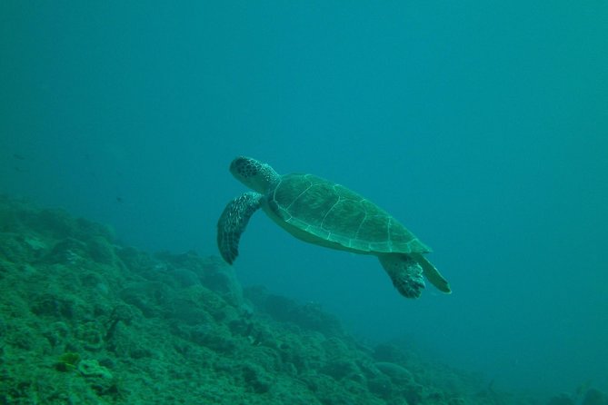 Guided Coral Reef Snorkeling Tour - Why snorkel Tres Palmas from Steps Beach instead of a boat