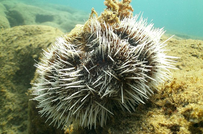 Guided Coral Reef Snorkeling Tour - Why the guide really matters in a small-group shore snorkel