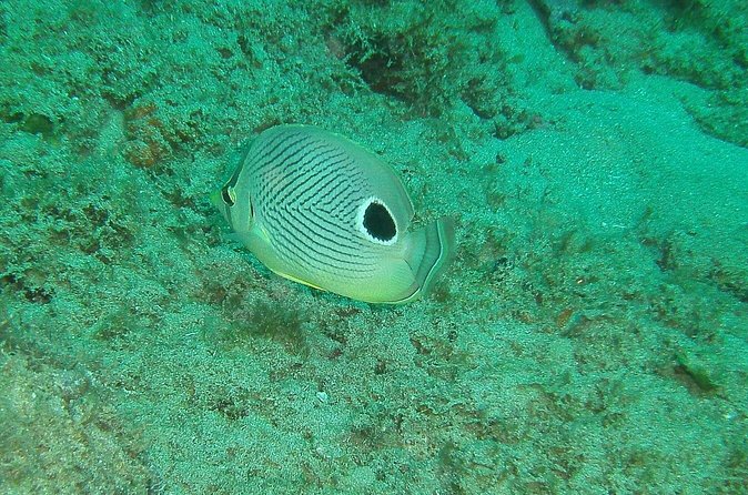 Guided Coral Reef Snorkeling Tour - Price and value at about $49.99: what you are actually paying for