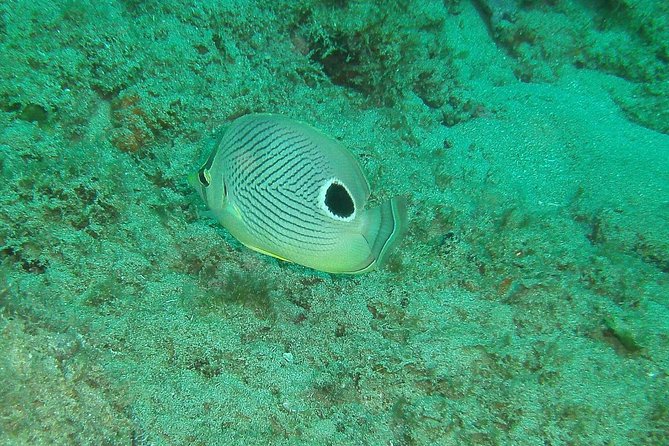 Guided Coral Reef Snorkeling Tour - Meeting point at PR-413 and getting fitted with the right shoe size
