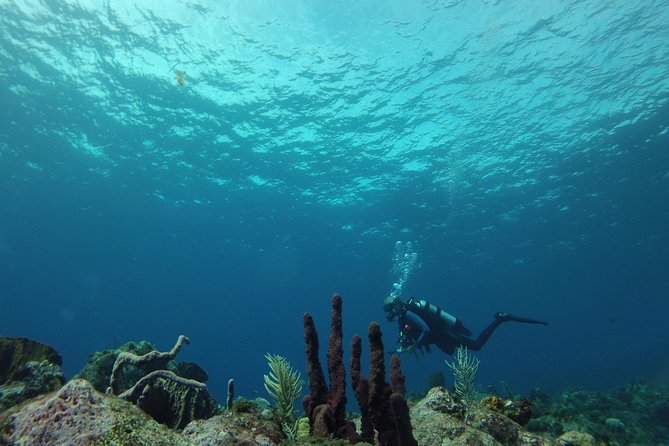 Guided Shore Diving Tour - Gear and Paperwork: What You Bring for a Smooth Reef Visit