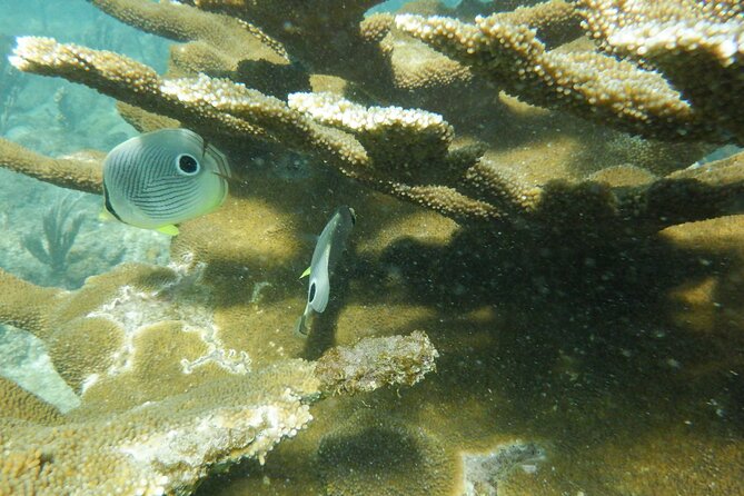 Guided Shore Diving Tour - Price and Value: Why $69 Works (and Where Costs Can Add Up)