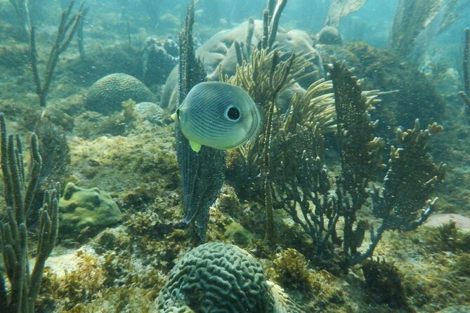 Guided Shore Diving Tour - Weather and Visibility Reality Check in Rincón