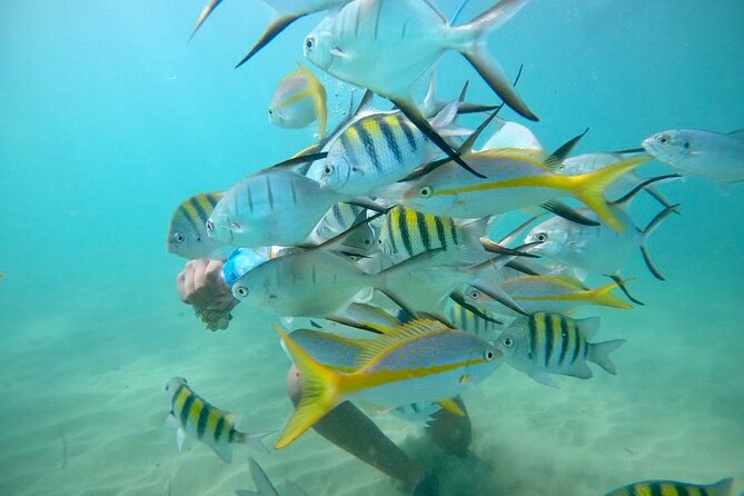 Guided Snorkeling adventure in San Juan - Key Highlights You’ll Actually Care About
