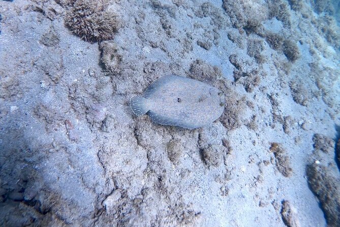 Guided Snorkeling adventure in San Juan - What You’ll See: Octopus, Seahorse Hopes, and Reef Fish