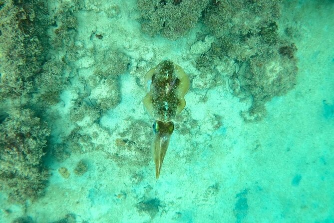 Guided Snorkeling adventure in San Juan - Caribe Hilton Day Perks: Pool Time Makes It Feel Like More Than Snorkeling