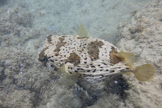 Guided Snorkeling adventure in San Juan - Weather and Water Conditions: The One Variable You Cannot Control