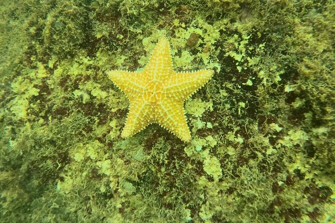 Guided Snorkeling adventure in San Juan - How to Have a Better First Snorkeling Session (Without Overthinking It)