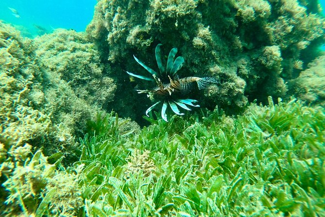 Guided Snorkeling adventure in San Juan - Who This Tour Is Best For, and Who Should Rethink It