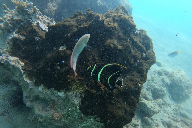 Guided Snorkeling adventure in San Juan - Check In, Quick Practice in Shallow Water, Then the Reef Route