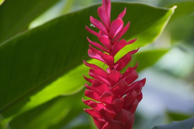 Half-Day El Yunque National Forest Tour from San Juan - Torre Yokahu overlook: a climb for big coastal views