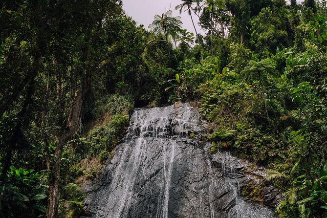 Half-Day El Yunque National Forest Tour from San Juan - What you learn in the rainforest: plants, spirits, and the meaning behind the stops