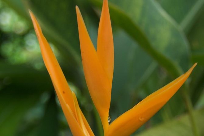 Half-Day El Yunque National Forest Tour from San Juan - The guide factor: Charles, Ramon, Carlos, and George make the day feel personal