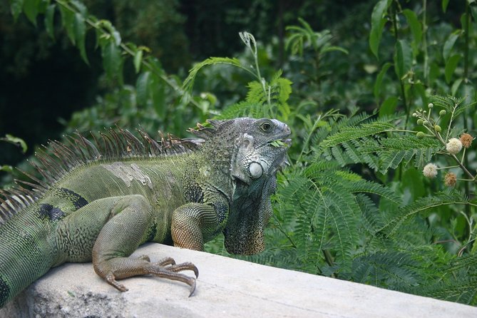 Half Day Tour in Rainforest Zipline Park with Transportation - The Rio Grande Stop: Getting Oriented and Getting Moving