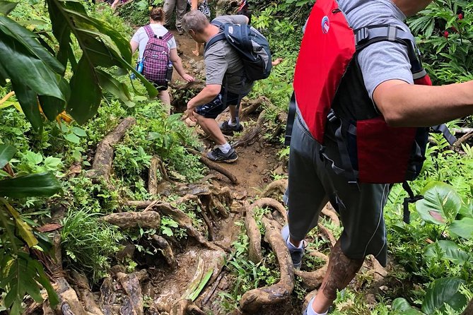 Hike El Yunque Rainforest and Kayak Bio Bay Combo Tour - Mosquitoes, Bugs, and the Simple Gear Choices That Save Your Day