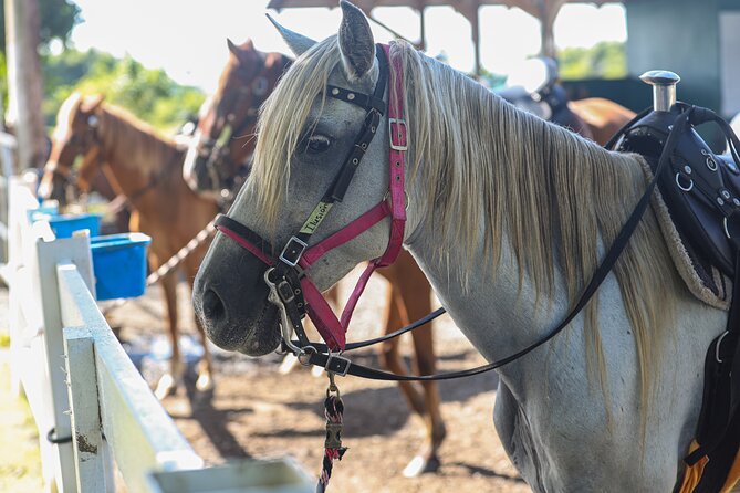 Horseback Riding Tour at Private Ranch - Price and Value: $113 for Horse Time Plus Real Guiding