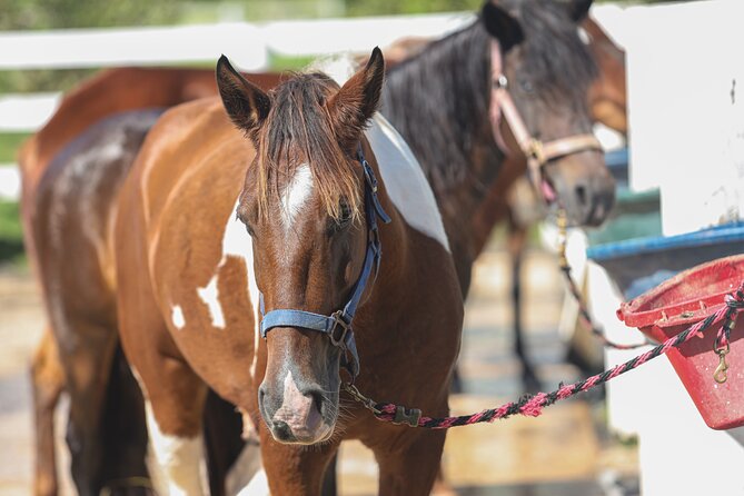 Horseback Riding Tour at Private Ranch - Who This Tour Fits Best (And Who Should Skip It)