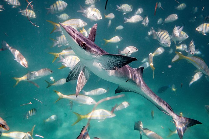 Icacos Deserted Island Catamaran, Snorkel, and Picnic Cruise - Snorkeling Reality: Great Fish, But Conditions Can Shift