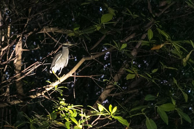Night Kayaking Experience on Bioluminescent Lagoon in Fajardo - Night Kayaking in Laguna Grande: What Makes It Worth Doing