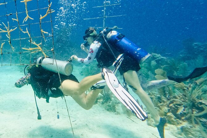 Private 2-Tank Dive with PADI Instructor for Certified Divers - What’s actually included, and what you may need to rent