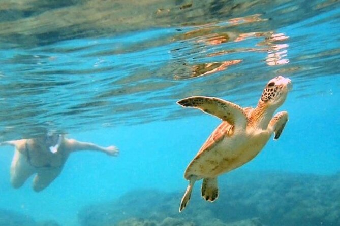 Private Rincon Snorkeling Adventure - Key Things I’d Tell a Friend Before You Go
