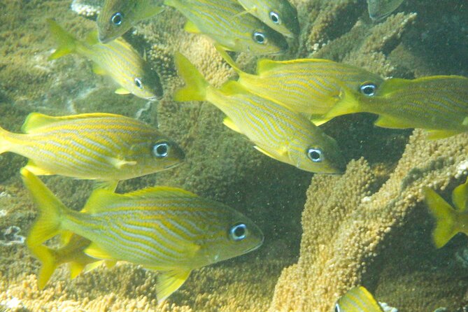 Private Rincon Snorkeling Adventure - What It’s Like Once You Hit the Water With Your Guide
