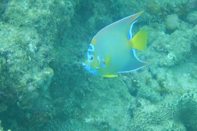 Private Rincon Snorkeling Adventure - Equipment, Water, and the Small Stuff That Makes Snorkeling Easier