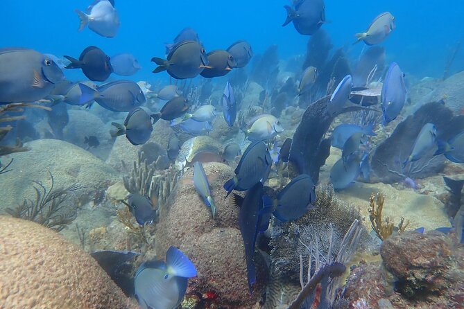 Private Rincon Snorkeling Adventure - The Reef Experience: Coral, Fish, and What to Look For