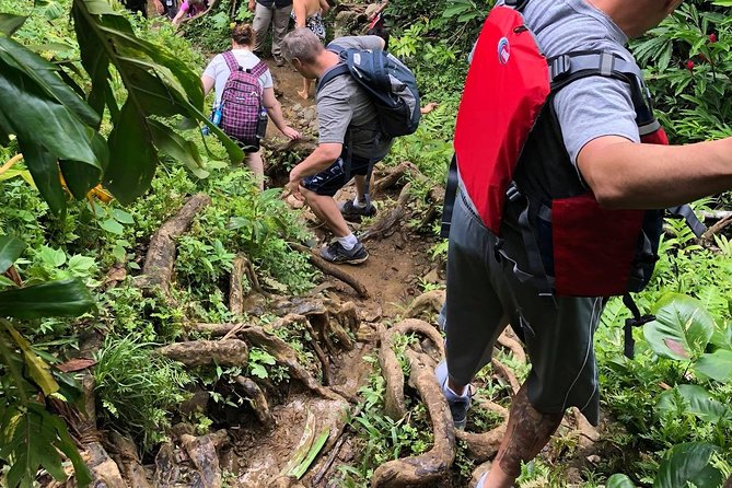 Private Tour of El Yunque Rainforest from San Juan - El Yunque’s real draw, rainforest that feels closer than the postcards