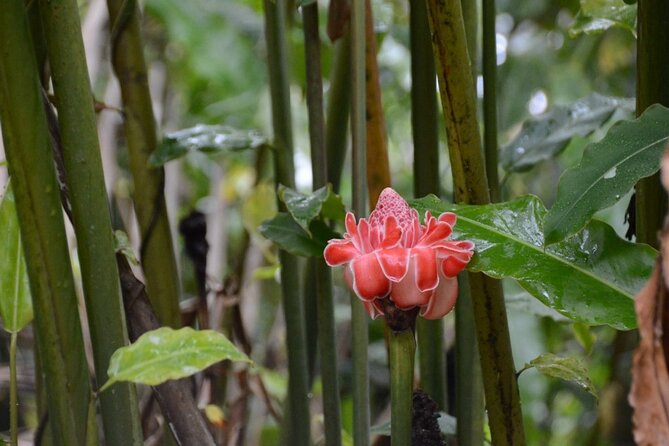 Private Tour of El Yunque Rainforest from San Juan - Included extras that make the day smoother, water, snacks, and a real guide