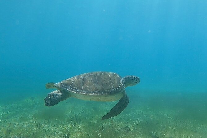 Public or Private Boat Trip to Icacos & Palomino - Snorkeling equipment included, so you can actually use it